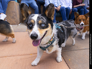  Tour de Corgi 2025 - The Tour