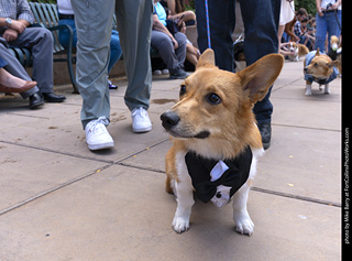  Tour de Corgi 2025 - The Tour