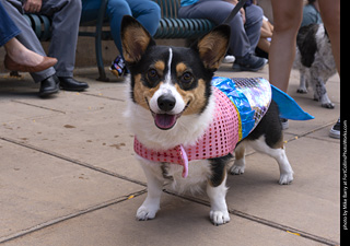  Tour de Corgi 2025 - The Tour