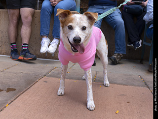  Tour de Corgi 2025 - The Tour