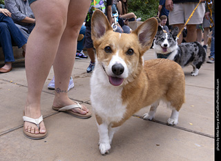  Tour de Corgi 2025 - The Tour