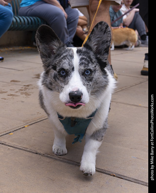  Tour de Corgi 2025 - The Tour