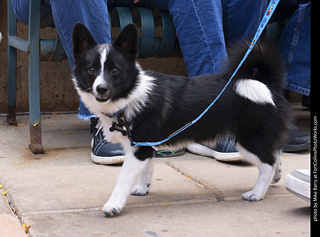 Tour de Corgi 2025 - The Tour