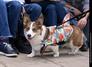  Tour de Corgi 2025 - The Tour