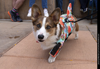  Tour de Corgi 2025 - The Tour