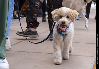  Tour de Corgi 2025 - The Tour