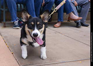  Tour de Corgi 2025 - The Tour