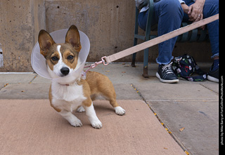  Tour de Corgi 2025 - The Tour