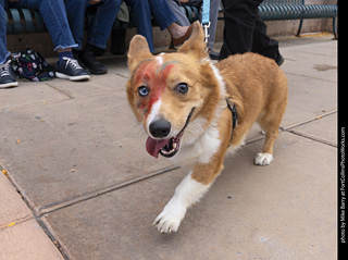  Tour de Corgi 2025 - The Tour