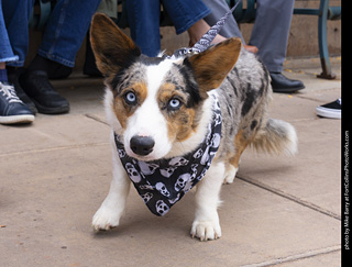  Tour de Corgi 2025 - The Tour